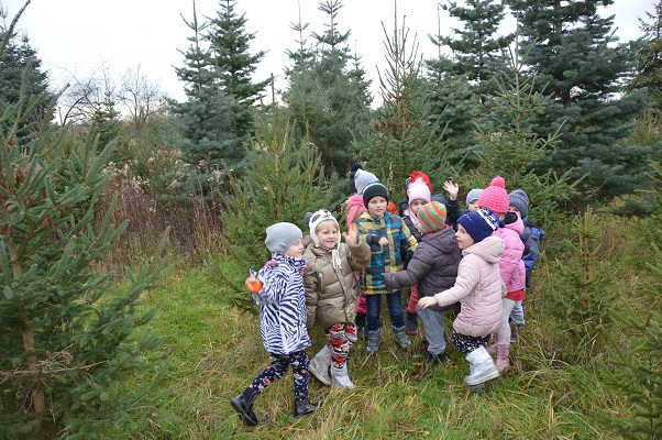zdjęcie do
														 artykułu: Szukamy drzewka świątecznego